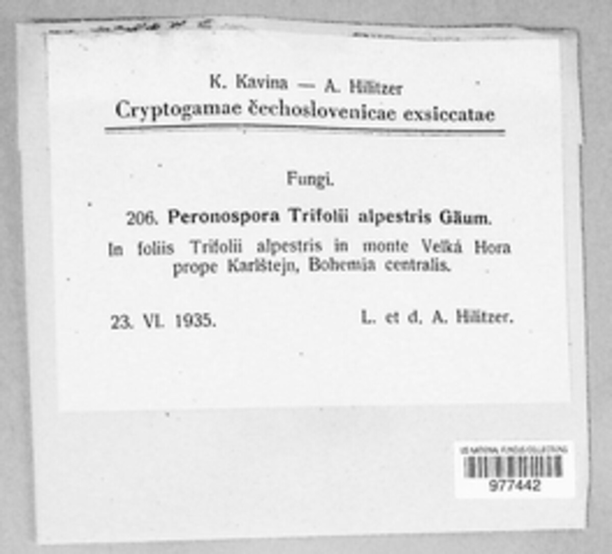 Peronospora trifolii-alpestris image